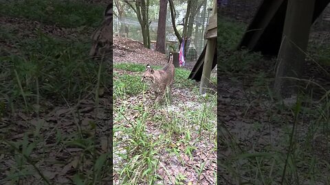 Curious Mrs. Claws wanders around twitching her tail trying to decide if she wants to play