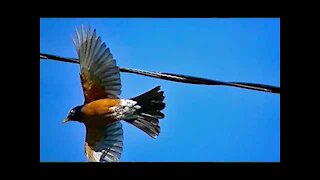 IECV NV #226 - 👀 Mini Clip Of The American Robin On A Wire 🐦5-13-2016