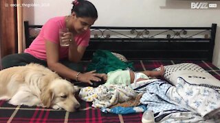 Cão não controla os ciúmes que sente pela nova bebé!