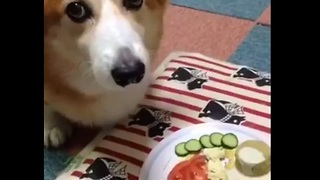 Drooling dog redefines the meaning of patience