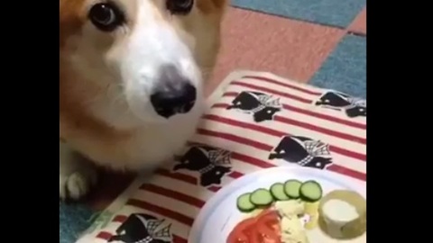 Drooling dog redefines the meaning of patience