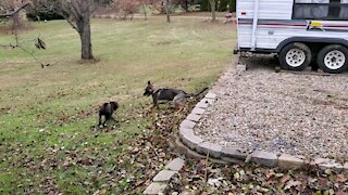 Boxer and German Shepard playing