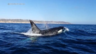 Orcas spotted off the coast of La Jolla