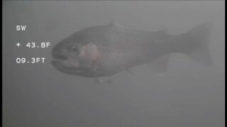 Ice Fishing 220108 - underwater camera and trout behavior