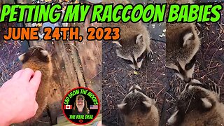 Petting My Raccoon Babies | June 24th, 2023 |