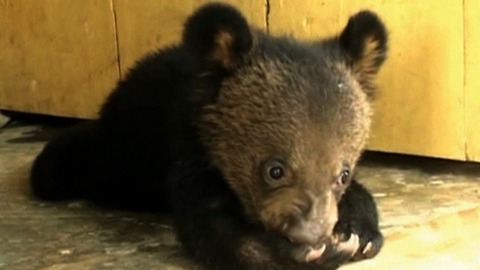 Rescued Bear Cubs