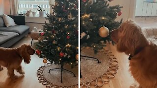 Excited pup sees Christmas tree for the first time