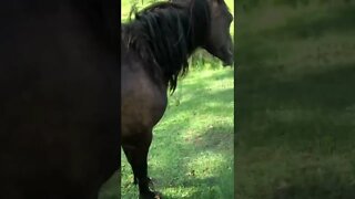 Arabian horse has injury