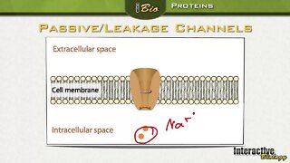 004 Ion Channels: Proteins in the Membrane of Neurons