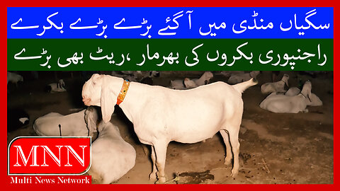 Big Big Rajanpuri Goats, Big Goats And Big Prices Too Watch In HD Urdu/Hindi
