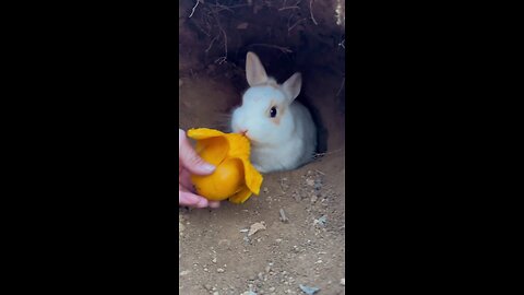 mango lover rabbit
