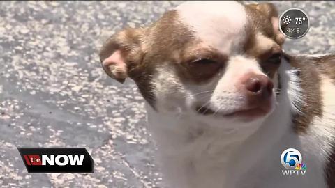 Pew owner warning neighnors after Chihuahua shot by BB gun