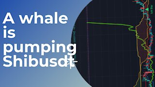 A whale is pumping Shibusdt