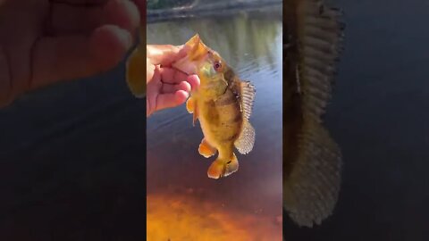 Peacock bass catch!