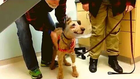 After This Blind Dog Got Surgery To See Again, His Adorable Reaction Touched 14 Million Hearts