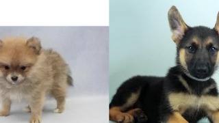 Puppies stolen from Las Vegas pet store
