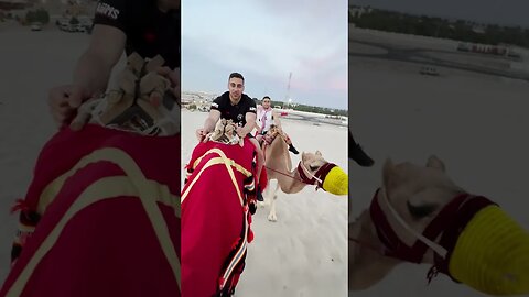 Qatar Camel Riding