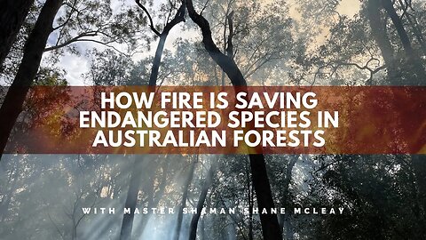 How Fire Is Saving Endangered Species In Australian Forests With Initiated Shaman Shane McLeay