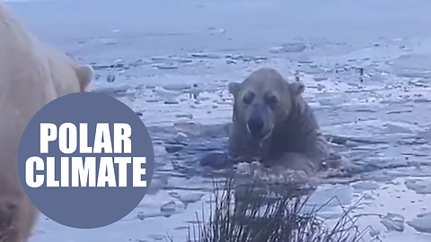 Heartwarming moment a polar bear took a dip in a freezing pool at a Scottish wildlife park