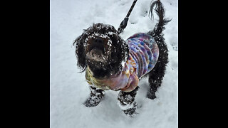 Scout & Dipstick catching snowballs (January 15th, 2022)