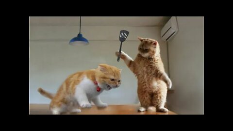 Funniest Animals | Funny Cat | Funny Animals Video #2