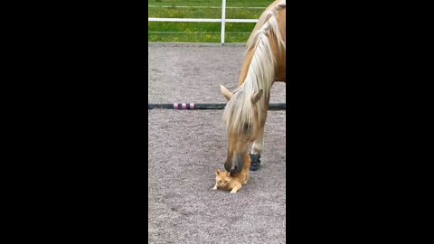 Beautiful horse loves giving kitten a back rub.