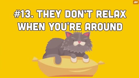 14 Signs Your Cat Hates You