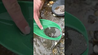 Finding gold while panning straight out of creek sand