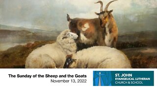 The Sunday of the Sheep and the Goats - November 13, 2022
