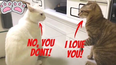 Amazing Cats Talking English!