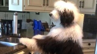 Cão dá uma ajuda para lavar a louça