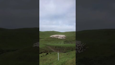 Mob of ewes 🐑🐑🐑🐑📍 New Zealand 🇳🇿 🎶 Follow the Sun- Xavier Rudd #shortvideo #viral #shots #ytshort