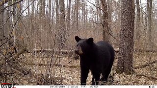 BEARS ON A LOG - Teaser