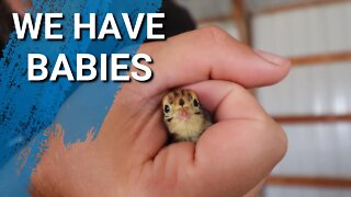 Quail Babies! | Our Quail Eggs Hatched | How Was Our Hatch Rate?