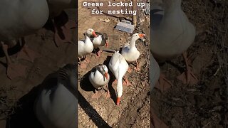 Feeding geese ❤️