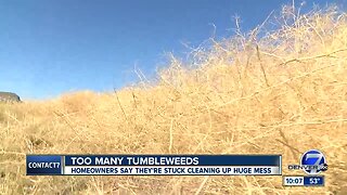 Aurora neighborhood overrun by tumbleweeds; neighbors seeking help from city