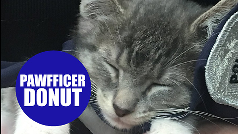 Kitten is enjoying new role as police department's first official 'pawifficer'