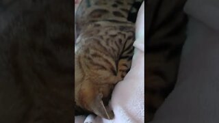 Cat sleeps face down 😹