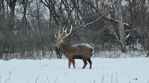 Chasing Deer and Banya at Deer Park (OIeniy Park) - winter wonderland!