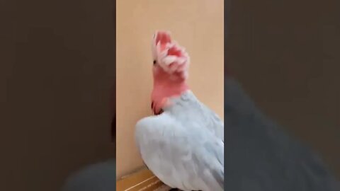 My Cockatoo can dance the Irish Jig!!