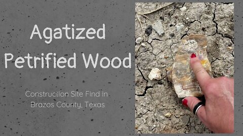 I Found Colorful Agatized Petrified Wood from Construction Site in Brazos County, Texas