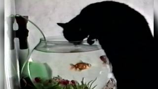 "Cat Drinks Water From Goldfish Tank"