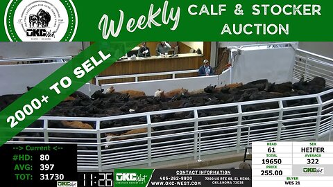 3/14/2023 - OKC West Calf and Stocker Auction