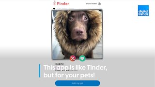Pinder: Tinder for Pets!