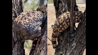 7 Venomous Creatures in Arizona - ABC15 Digital