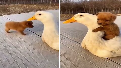 Cute Puppy Riding On Tender Duck