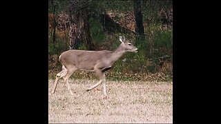 Deer on camera