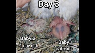 Ringneck Dove babies day 03