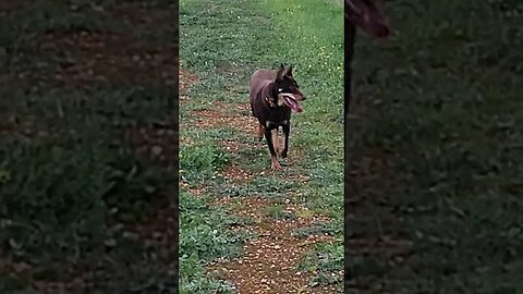 Jess Has A Run With A Kangaroo #kelpie #thepinkpanther