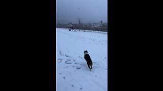 Dog’s first time seeing snow